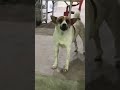 barking competition #funny #dogshorts #foryou #followme #subscribe