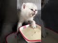 🐱 Adorable Clumsy Kittens | Cute Fails And Funny Kitty Moments You Must See