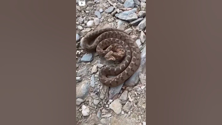 Russell's Viper Snake | রাসেলস্ ভাইপার সাপ..!!🪱🪱⚠️ #shorts #russellviper #russell#sanke #short#viral