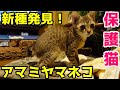 【保護猫】新種発見!アマミヤマネコを見つけた!戦闘能力半端ない!【子猫】