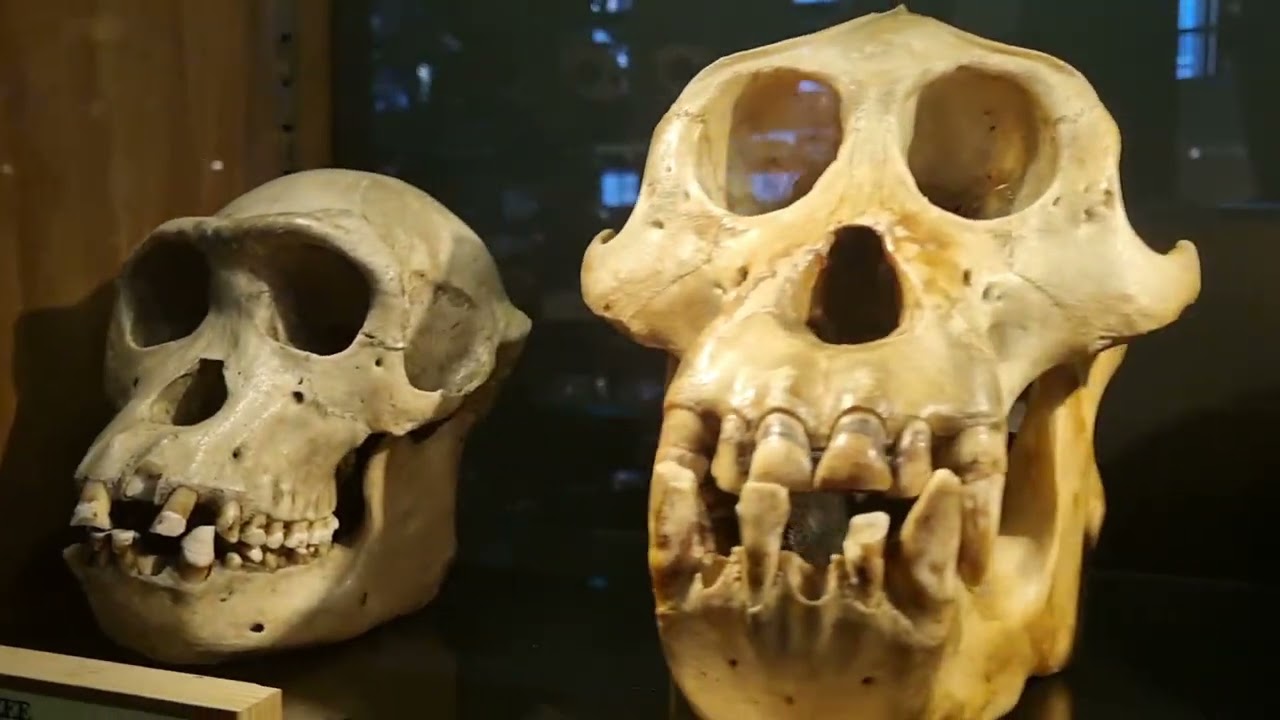 Exploring Grant Museum of Zoology, Bloomsbury, London UK