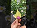 Making decorations from beautifully shaped coconut leaves with small flower embellishments #diy