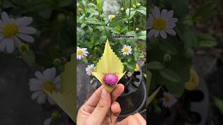 Making decorations from beautifully shaped coconut leaves with small flower embellishments #diy