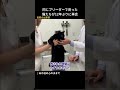 やっと会えたのに…涙が止まらない結末 #保護猫 #猫動画 #感動