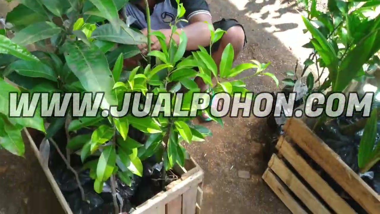 Jual Bibit Pohon Kelapa Wulung Proses Kirim