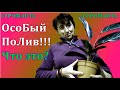 Строманта. Усыхание листьев. Особый полив для растения. Что это такое !