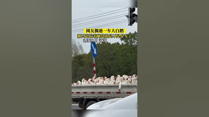 網友偶遇一車大白鵝，那隻耷拉着腦袋的是不是暈車了 #shorts #熱點 #江蘇 #江蘇dou知道 #熱門 - 天天要聞