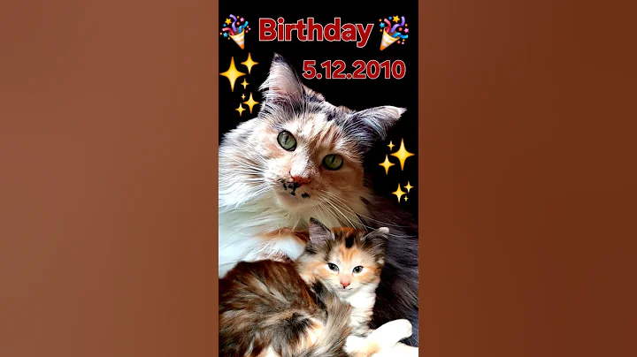 Video 11819911: happy maine coon cat, cat old