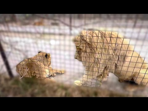 УЖАСНАЯ ТРАГЕДИЯ или дуракам закон не писан! Гнедины к сожалению не одиноки!