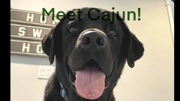 Meet Cajun the K9 Buddy!