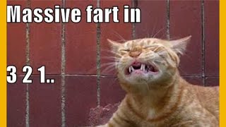 Feline Flatulence:  The Hilarious Truth About Cats Farts