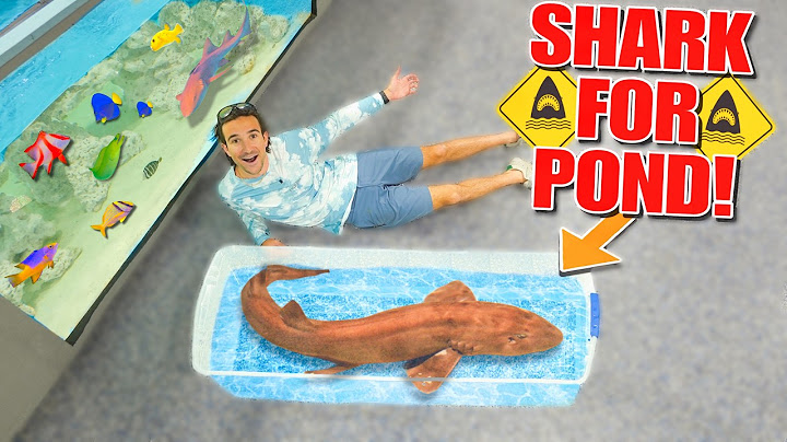 Finally Adding EXOTIC SHARK & FISH To the 3,000G SALTWATER POND!