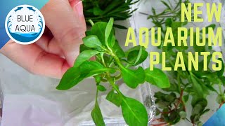 エビ水槽に水草を植えました - Added Water Plants to my Shrimp Tank