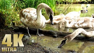 Swans and Ducks - Relax with Nature - Feeding the Ducks and Swans - 4K - All Natural Sound