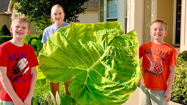 Growing the Biggest Elephant Ear! ‘Thai Giant’  Colocasia Gigantea. from Thailand.