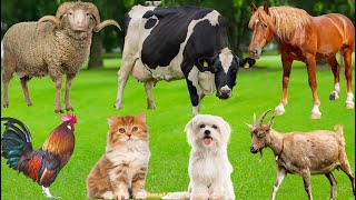 Download Lagu Cute Farm Animals – Cow, Pig, Sheep, Chicken, Buffalo, Cat \u0026 Dog | Relaxing Video MP3 Download Lagu Cute Farm Animals – Cow, Pig, Sheep, Chicken, Buffalo, Cat \u0026 Dog | Relaxing Video MP3