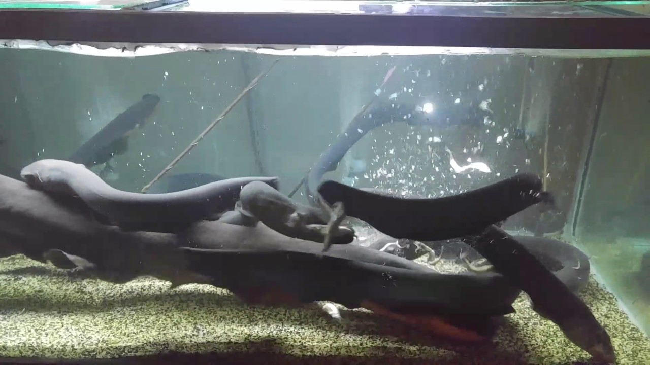 Electric eel feeding plus sound YouTube
