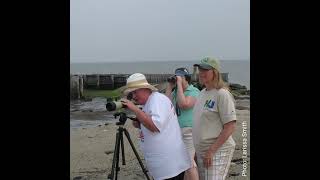 2021 Delaware Bay Shorebird Steward Program by Conserve Wildlife Foundation of NJ 209 views 3 years ago 1 minute, 42 seconds