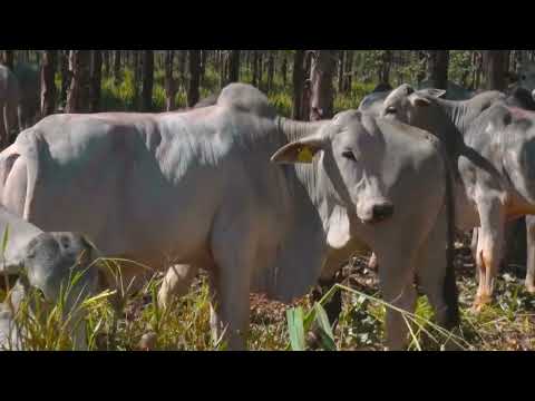 CONHEÇA A 1ª FAZENDA DE BOI NET ZERO DO BRASIL