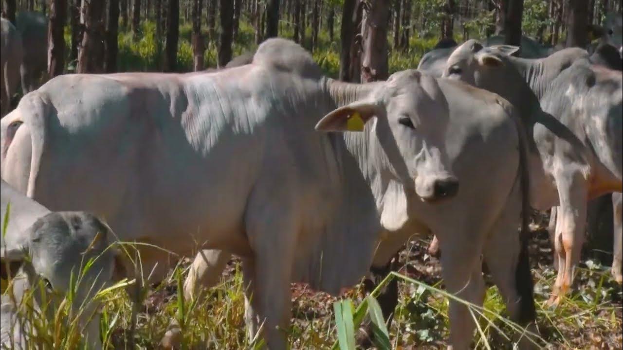 CONHEÇA A 1ª FAZENDA DE BOI NET ZERO DO BRASIL - YouTube