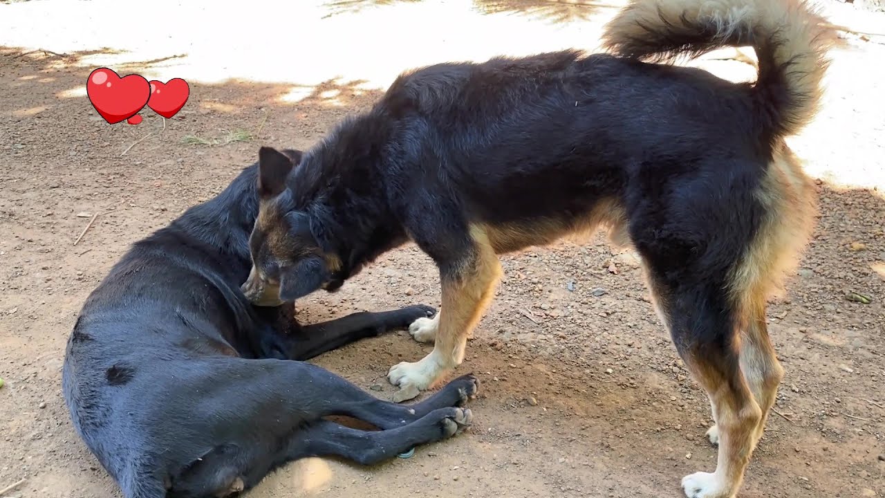 Funniest Dogs Videos 2022 😂🐶 ! Why is My Dog so Sweet in the Morning? 😻