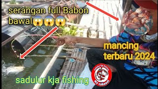 mancing KJA Cirata teranyar Minggu 06.04.2024 .. serangan full Babon bawal 😱😱#mancingliar