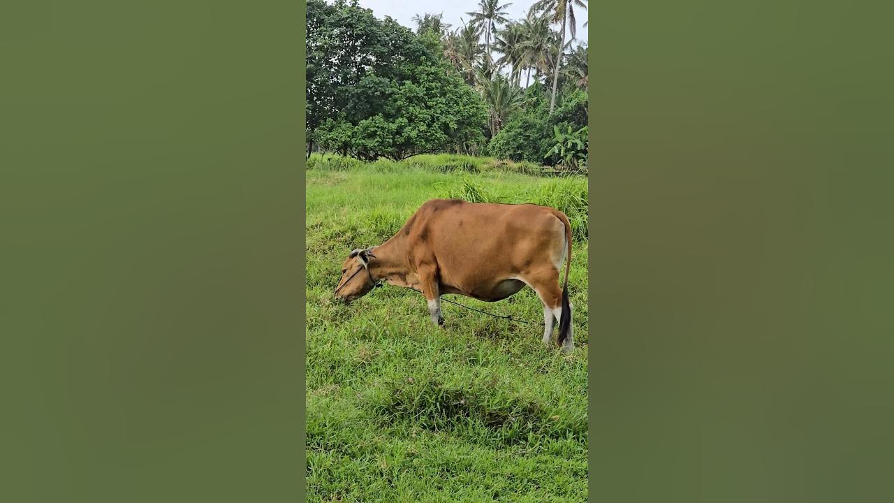 #cow #animals #shorts YouTube