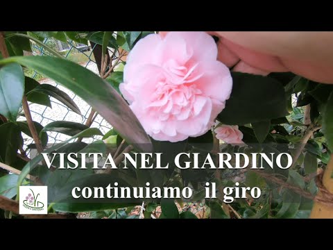 Video: Piante da giardino vintage: scegliere arbusti vecchio stile per la tua casa