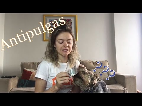 Vídeo: Eficácia De Uma Formulação Local Moxidectina / Imidaclopride (Advocate ®) Para O Tratamento De Troglostrongylus Brevior Em Gatos Naturalmente Infectados Em Um Estudo De Campo Na Gr