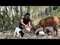 The first baby goat born on the farm pumpkin pie recipe vang hoa