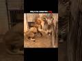 Moment When Lion Fight Tiger