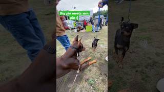 My dobie meeting a miniature pinscher at Bayview Farmers Market on Whidbey Island in Langley WA