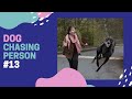 Chasing dog  try not to laugh shorts 13