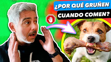 ¿Qué hacer si su perro le gruñe mientras come un hueso?