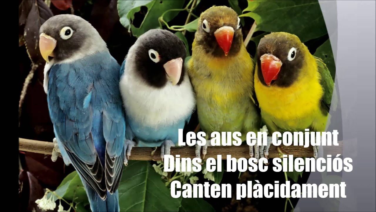 haikus de catala youtube