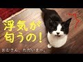 猫まみれで浮気してきたら、家の猫にバレました【保護猫サロンohana】