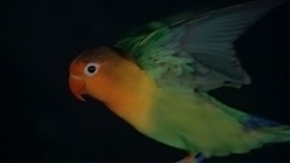 Stanford engineers build a one-of-a-kind wind tunnel for birds and drones