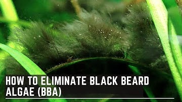 How to Eliminate Black Beard Algae - Treating Stubborn BBA