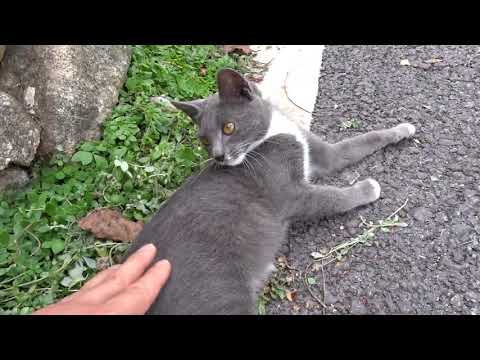 산촌마을에서 만난 귀여운 고양이들....The <strong>cute</strong> cats I met in the mountain village.....Jeonju <strong>city</strong>( 전주. 全州市)... KOREA