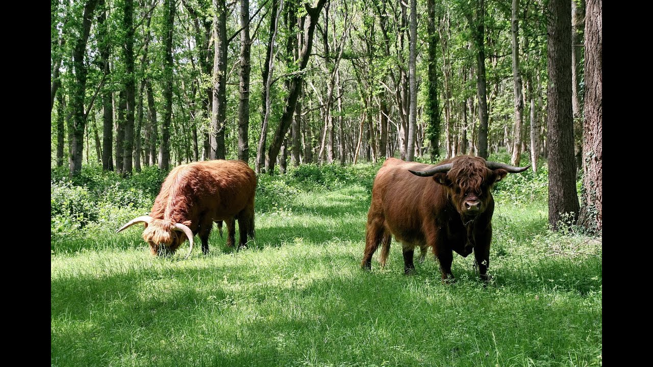Landgoed Hooghalen - Hijkerveld