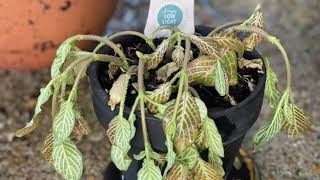 Watch Our Pink Angel Plant Come Back To Life. 5 Hour Time Lapse. Is She A Drama Queen Or Was It Hot?