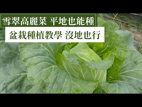 盆栽高麗菜(卷心菜)，種得好的種植訣竅分享 | 阿星種植