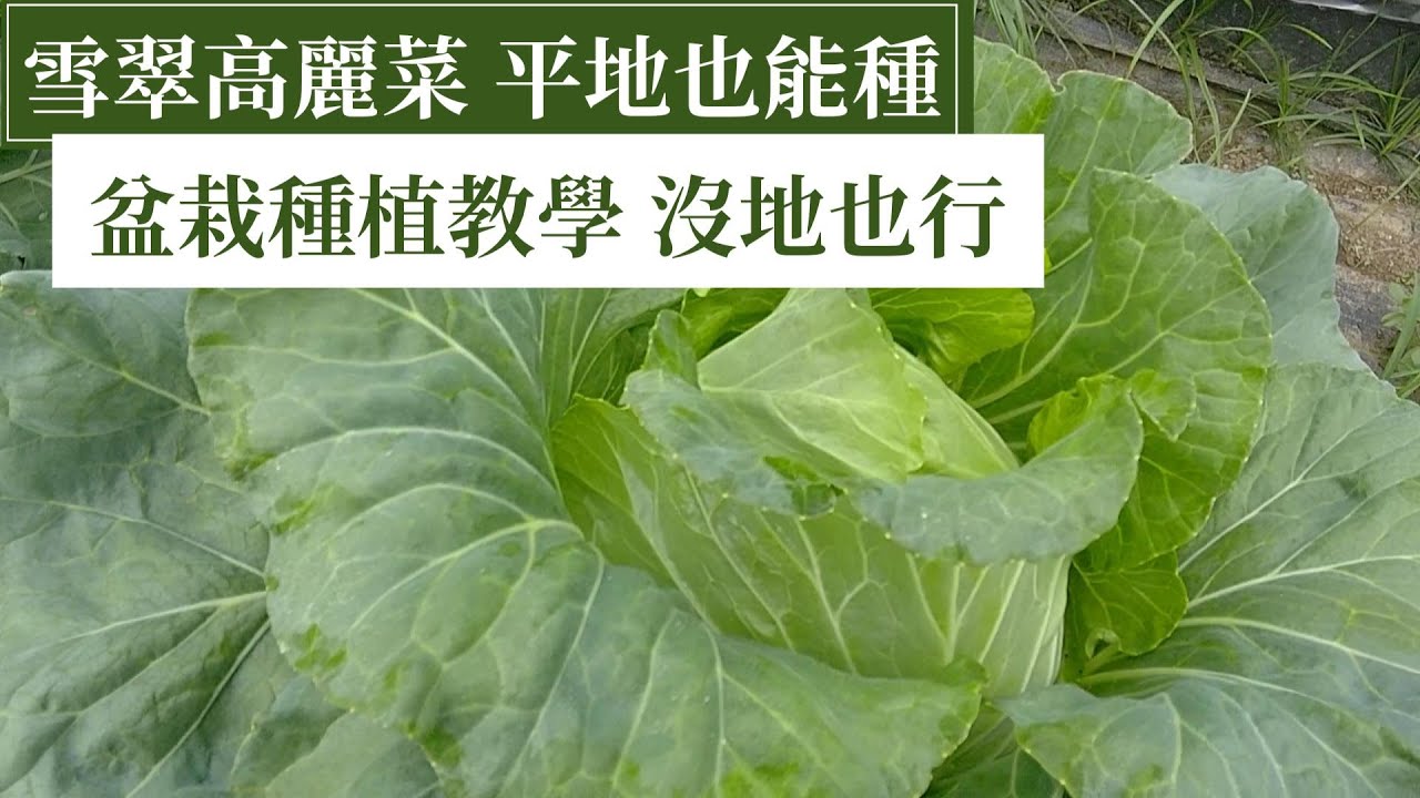 阿星種植 盆栽高麗菜 卷心菜 種得好的種植訣竅分享 Youtube