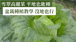 盆栽高麗菜(卷心菜)，種得好的種植訣竅分享 | 阿星種植