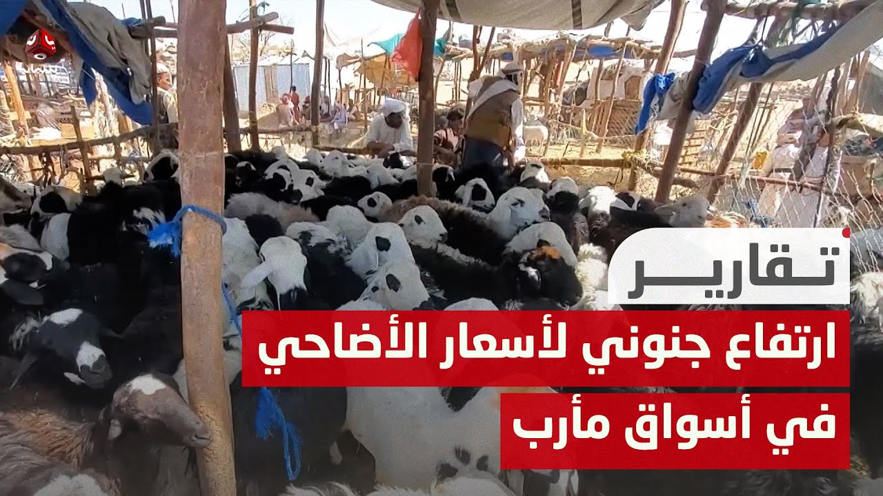 ارتفاع جنوني لأسعار الأضاحي في أسواق مأرب