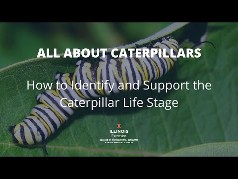 All About Caterpillars: How to Identify and Support the Caterpillar Life Stage