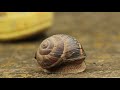 snail - Helix lucorum - ვაზის ლოკოკინა