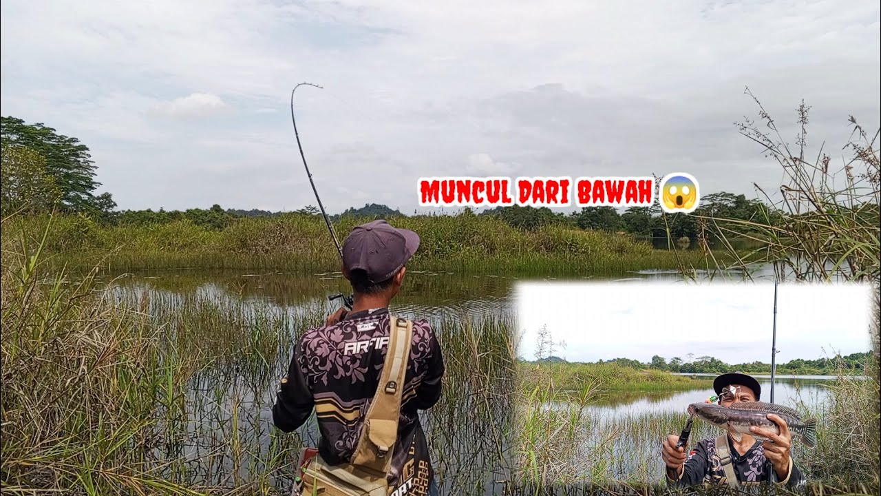 SAMBARAN PREDATOR GANAS YANG BERASAL DARI BAWAH RUMPUT TEBAL ‼️😱 #mancing #fishing #mancingmania 