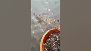 Cá lòng tong dính đầy lưới