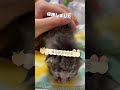 [緊急保護]道路の真ん中に放置されていた子猫 #cat #shorts #shortvideo